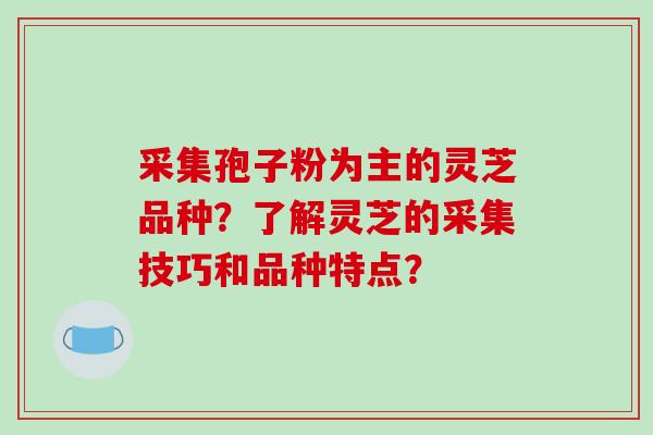 采集孢子粉为主的灵芝品种？了解灵芝的采集技巧和品种特点？