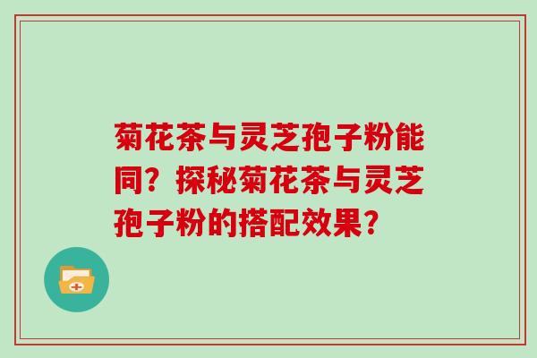 菊花茶与灵芝孢子粉能同？探秘菊花茶与灵芝孢子粉的搭配效果？