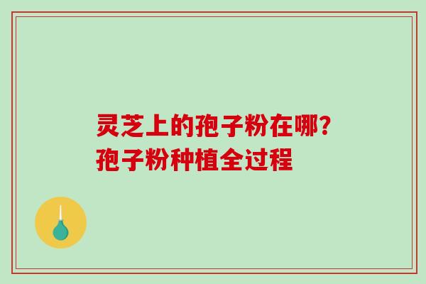 灵芝上的孢子粉在哪？孢子粉种植全过程