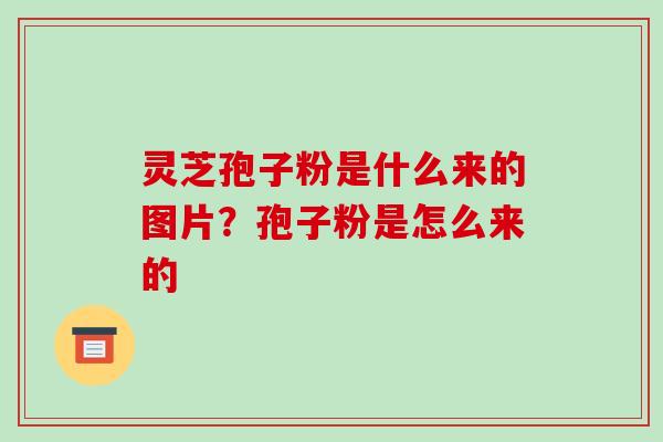 灵芝孢子粉是什么来的图片？孢子粉是怎么来的