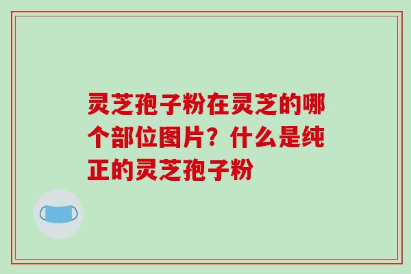 灵芝孢子粉在灵芝的哪个部位图片？什么是纯正的灵芝孢子粉