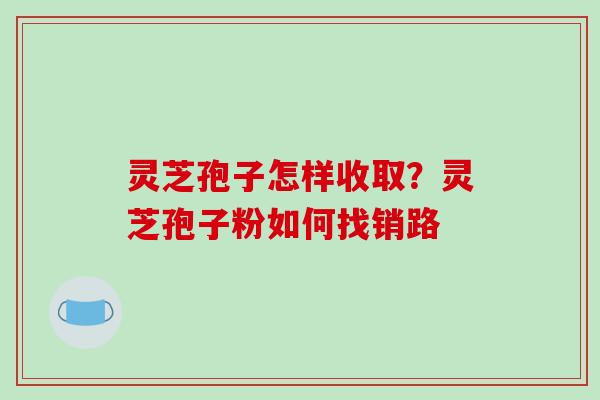 灵芝孢子怎样收取？灵芝孢子粉如何找销路