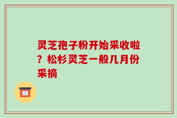 灵芝孢子粉开始采收啦？松杉灵芝一般几月份采摘