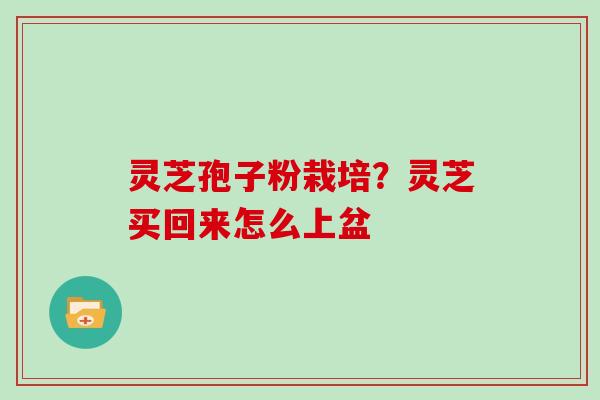 灵芝孢子粉栽培？灵芝买回来怎么上盆