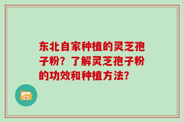 东北自家种植的灵芝孢子粉？了解灵芝孢子粉的功效和种植方法？