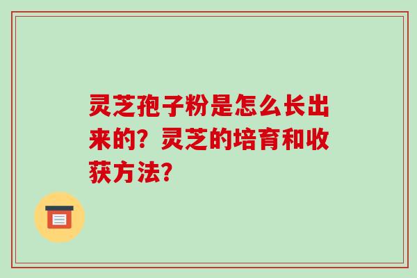 灵芝孢子粉是怎么长出来的？灵芝的培育和收获方法？