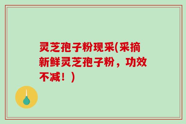 灵芝孢子粉现采(采摘新鲜灵芝孢子粉，功效不减！)