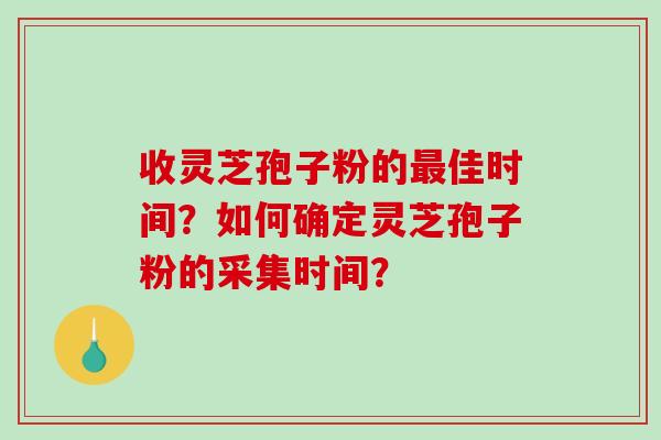收灵芝孢子粉的佳时间？如何确定灵芝孢子粉的采集时间？