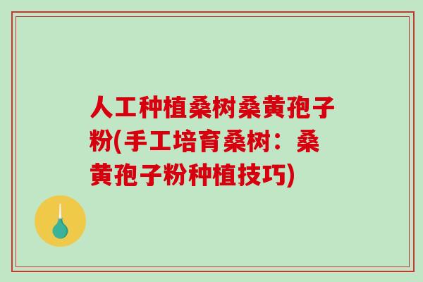 人工种植桑树桑黄孢子粉(手工培育桑树：桑黄孢子粉种植技巧)