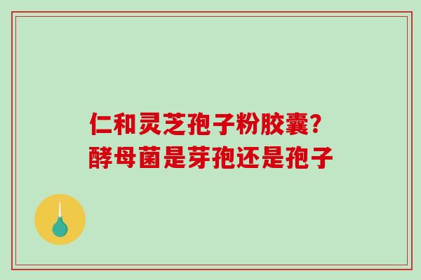 仁和灵芝孢子粉胶囊？酵母菌是芽孢还是孢子