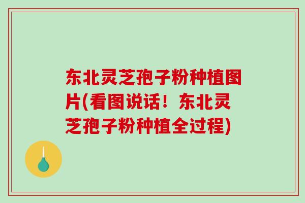 东北灵芝孢子粉种植图片(看图说话！东北灵芝孢子粉种植全过程)