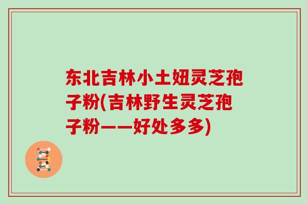 东北吉林小土妞灵芝孢子粉(吉林野生灵芝孢子粉——好处多多)