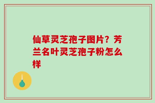 仙草灵芝孢子图片？芳兰名叶灵芝孢子粉怎么样