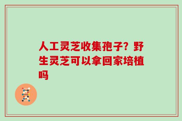 人工灵芝收集孢子？野生灵芝可以拿回家培植吗
