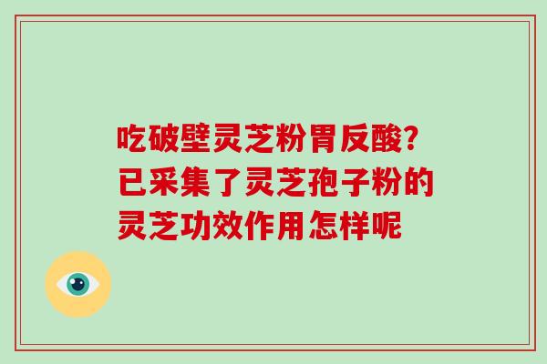 吃破壁灵芝粉胃反酸？已采集了灵芝孢子粉的灵芝功效作用怎样呢
