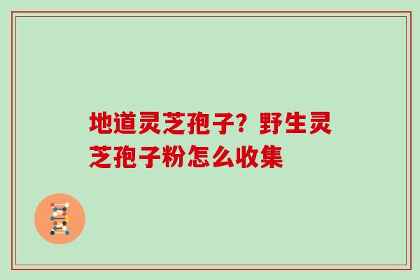 地道灵芝孢子？野生灵芝孢子粉怎么收集