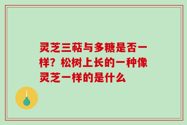灵芝三萜与多糖是否一样?松树上长的一种像灵芝一样的是什么 灵芝三萜与多糖是否一样?松树上长的一种像灵芝一样的是什么