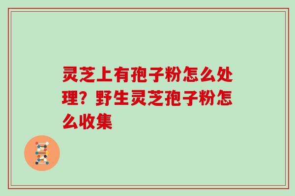 灵芝上有孢子粉怎么处理？野生灵芝孢子粉怎么收集
