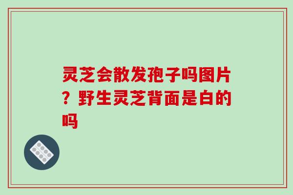 灵芝会散发孢子吗图片?野生灵芝背面是白的吗 灵芝会散发孢子吗图片?野生灵芝背面是白的吗