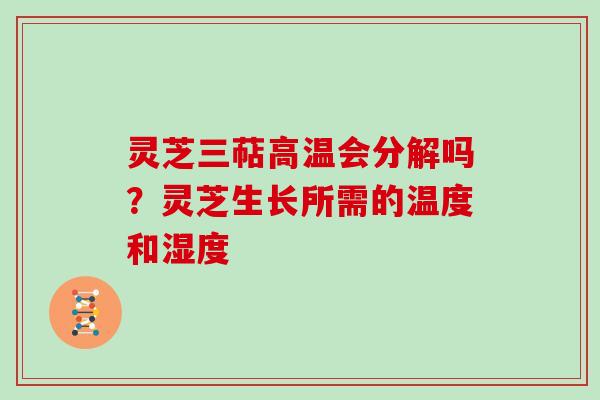 灵芝三萜高温会分解吗？灵芝生长所需的温度和湿度