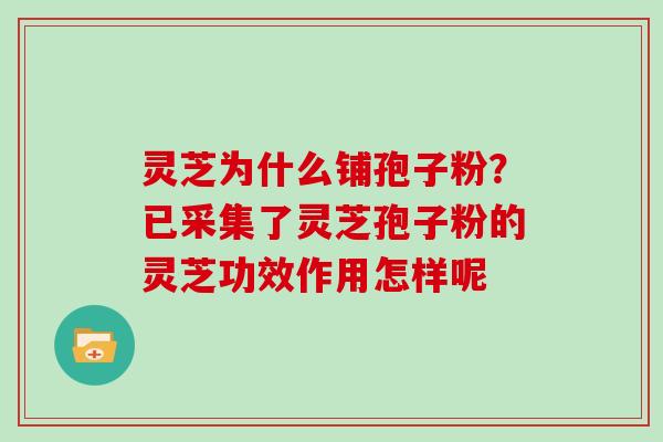 灵芝为什么铺孢子粉?已采集了灵芝孢子粉的灵芝功效作用怎样呢 灵芝为什么铺孢子粉?已采集了灵芝孢子粉的灵芝功效作用怎样呢