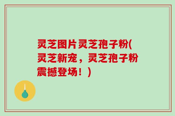 灵芝图片灵芝孢子粉(灵芝新宠,灵芝孢子粉震撼登场!) 灵芝图片灵芝孢子粉(灵芝新宠,灵芝孢子粉震撼登场!)