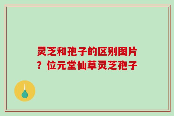 灵芝和孢子的区别图片？位元堂仙草灵芝孢子