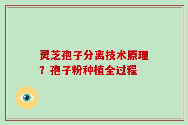 灵芝孢子分离技术原理？孢子粉种植全过程
