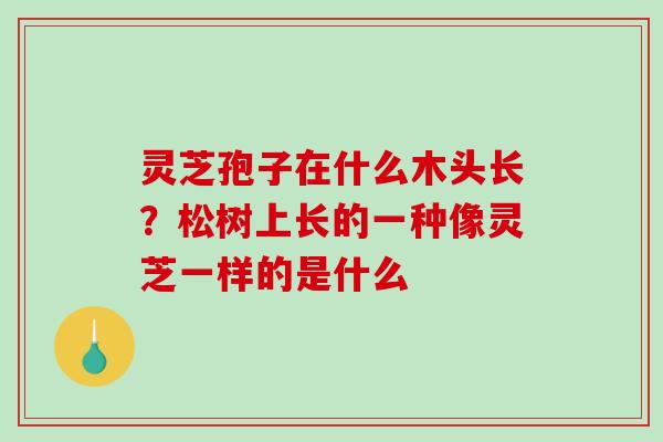 灵芝孢子在什么木头长？松树上长的一种像灵芝一样的是什么