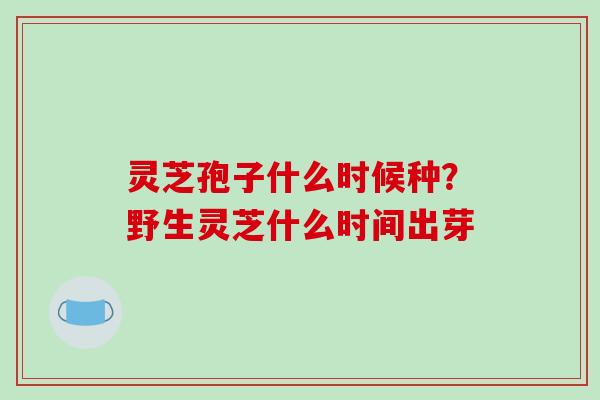 灵芝孢子什么时候种？野生灵芝什么时间出芽
