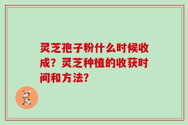 灵芝孢子粉什么时候收成？灵芝种植的收获时间和方法？