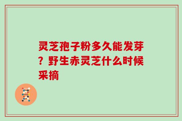 灵芝孢子粉多久能发芽？野生赤灵芝什么时候采摘