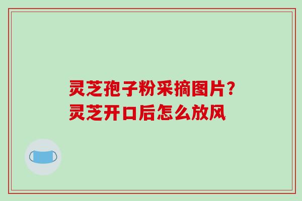 灵芝孢子粉采摘图片？灵芝开口后怎么放风