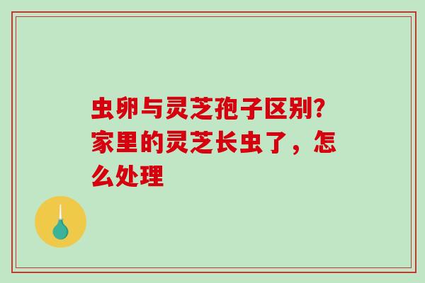 虫卵与灵芝孢子区别？家里的灵芝长虫了，怎么处理