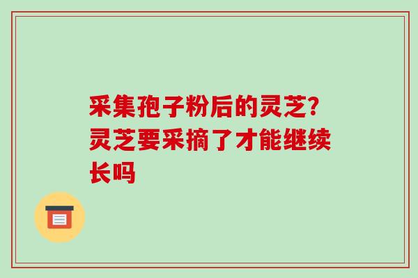 采集孢子粉后的灵芝?灵芝要采摘了才能继续长吗 采集孢子粉后的灵芝?灵芝要采摘了才能继续长吗