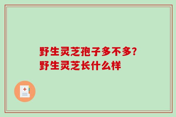 野生灵芝孢子多不多?野生灵芝长什么样 野生灵芝孢子多不多?野生灵芝长什么样
