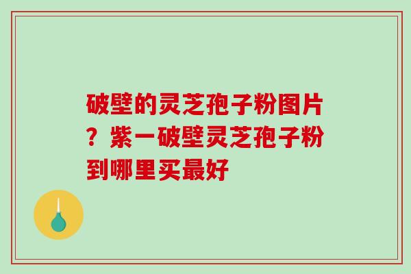 破壁的灵芝孢子粉图片？紫一破壁灵芝孢子粉到哪里买好