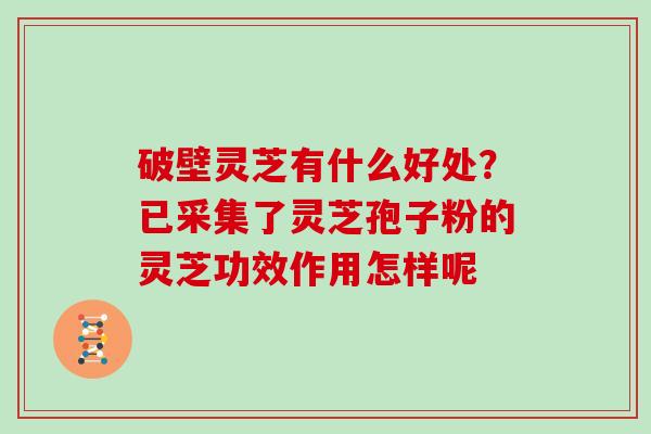 破壁灵芝有什么好处？已采集了灵芝孢子粉的灵芝功效作用怎样呢