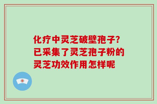 中灵芝破壁孢子？已采集了灵芝孢子粉的灵芝功效作用怎样呢