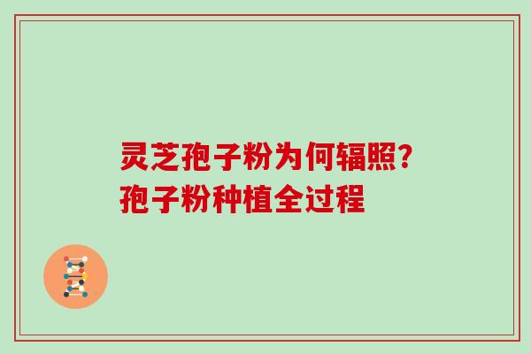 灵芝孢子粉为何辐照？孢子粉种植全过程