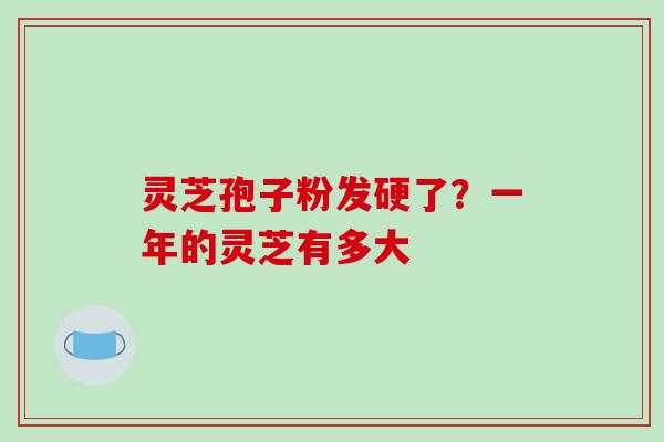 灵芝孢子粉发硬了？一年的灵芝有多大