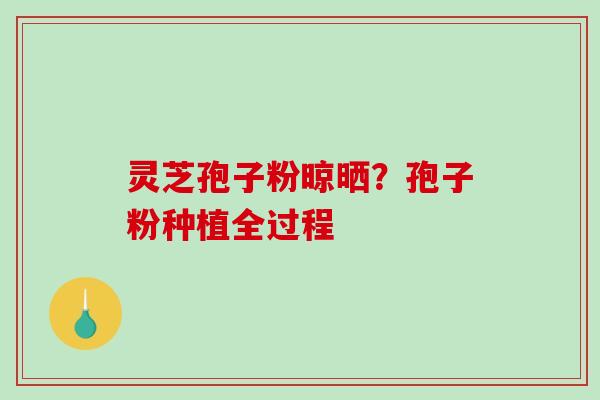 灵芝孢子粉晾晒？孢子粉种植全过程