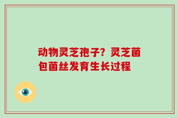动物灵芝孢子？灵芝菌包菌丝发育生长过程