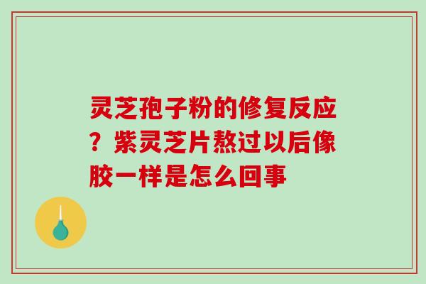 灵芝孢子粉的修复反应？紫灵芝片熬过以后像胶一样是怎么回事