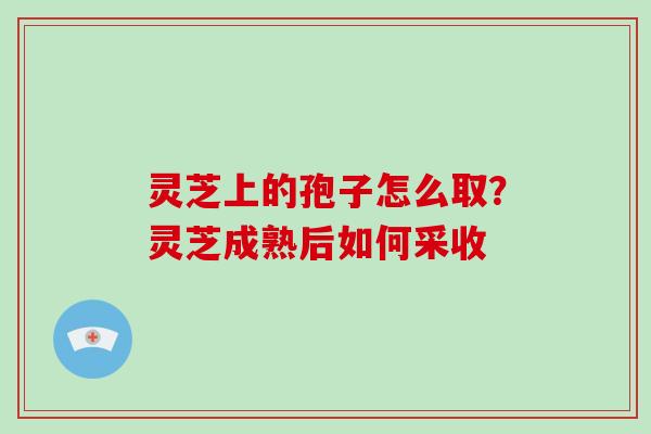 灵芝上的孢子怎么取？灵芝成熟后如何采收