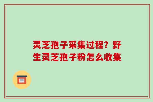灵芝孢子采集过程？野生灵芝孢子粉怎么收集