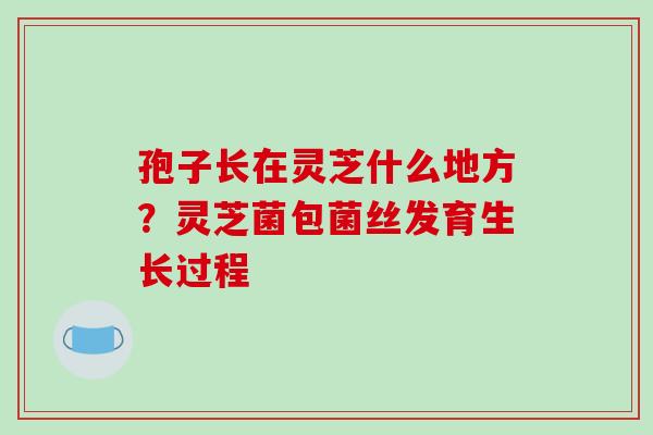 孢子长在灵芝什么地方?灵芝菌包菌丝发育生长过程 孢子长在灵芝什么地方?灵芝菌包菌丝发育生长过程