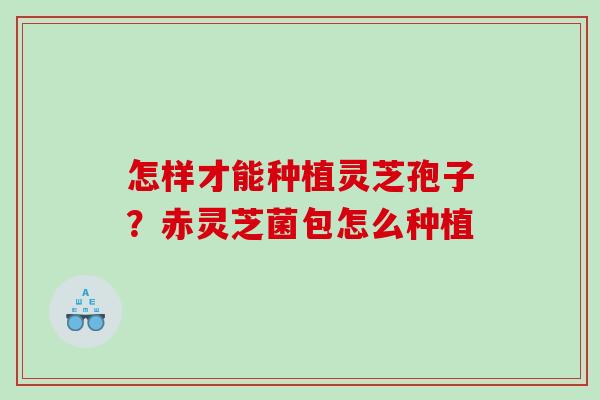 怎样才能种植灵芝孢子？赤灵芝菌包怎么种植