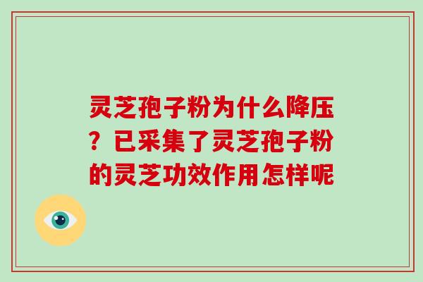 灵芝孢子粉为什么？已采集了灵芝孢子粉的灵芝功效作用怎样呢