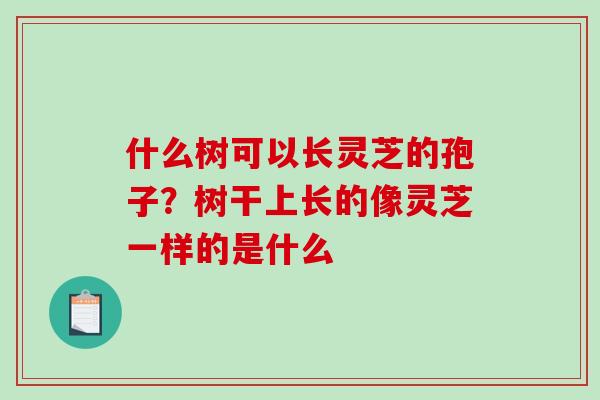 什么树可以长灵芝的孢子?树干上长的像灵芝一样的是什么 什么树可以长灵芝的孢子?树干上长的像灵芝一样的是什么